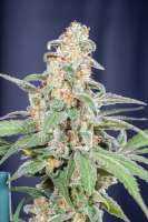 DSP Genetics Bubble Cookies - photo made by Mortadelo