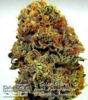 Picture from DankyDankster (Solar Storm)