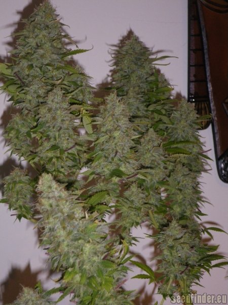 Delicious Seeds Black Russian