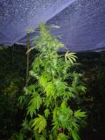 Picture from swissfarmer (Black Russian)