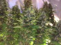 Picture from Rizla48 (Critical Jack Herer)