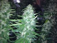 Picture from Rizla48 (Critical Jack Herer)