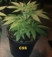 Picture from gimboid25 (Critical Sensi Star)