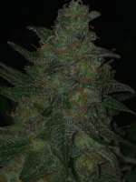 Picture from Prorealz (Critical Sensi Star)