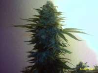 Picture from KaLiPorNia (Critical Sensi Star)