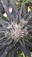 Picture from canofthiscannabis (Sugar Black Rose Fast Version)