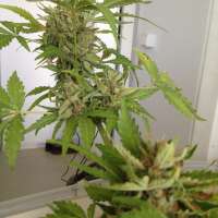 Picture from GuerillaPsycho (Amnesia XXL Autoflowering)