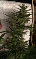 Picture from mitri (Amnesia XXL Autoflowering)