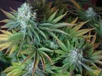 Picture from myface (Blue Widow)