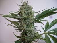 Picture from merlin (Blue Widow)