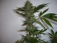 Picture from merlin (Blue Widow)