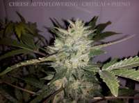 Picture from buzzy (Cheese Autoflowering)