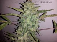 Picture from buzzy (Cheese Autoflowering)