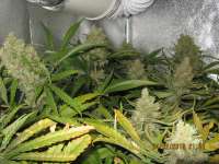 Picture from guerillagrower (Critical Jack)