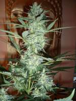 Picture from merlin (Moby Dick Autoflowering)