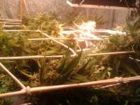 Picture from sabber (Moby Dick Autoflowering)