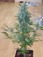 Picture from scoobysnax (Moby Dick Autoflowering)