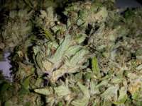 Picture from GHornet (OG Kush)