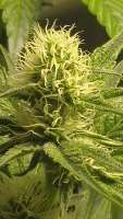Picture from billye (Power Kush)