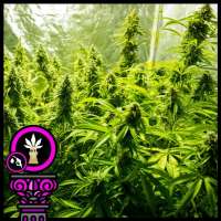 Domus Seeds Bruce Banner - photo made by DomusSeeds