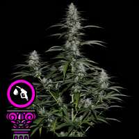 Domus Seeds Silver Banner - photo made by DomusSeeds