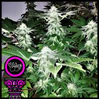 Domus Seeds White Fruit - photo made by DomusSeeds