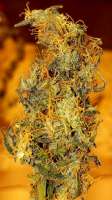 Dr. Krippling Seeds Incredible Bulk Auto - photo made by Tgg5765