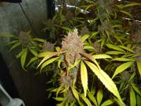 Dutch Passion AutoBlackberry Kush - photo made by kyuss