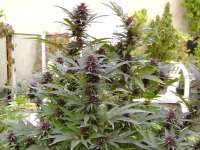 Picture from KALYSEEDS (Purple Star)