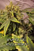 Picture from Farma (White Widow)