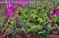 Eazy Daze Cultivators Alien Struggle Bus - photo made by cincy11jr
