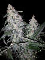 Elemental Seeds Chaos Kush - photo made by grinspoon