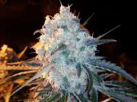 Emerald Triangle Lost Coast OG - photo made by grinspoon