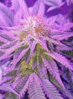 Emerald Triangle Mastodon Kush - photo made by trixie