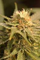 Eva Female Seeds Black Dream - photo made by Gipsy