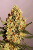 Picture from seedfinder (Jamaican Dream)