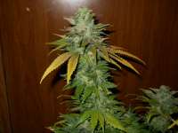 Picture from JASALAN (TNT Kush)