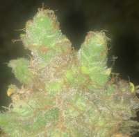 Picture from LemiAten (Gorilla Cookies)