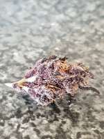 Fast Buds Company Blackberry - photo made by Ganjagrandaddy