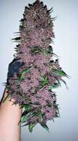 Fast Buds Company Purple Lemonade - photo made by Jrocka303