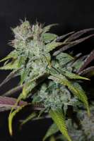 Picture from majic (Blueberry Cheesecake)