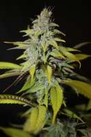 Female Seeds Blueberry Cheesecake - photo made by majic