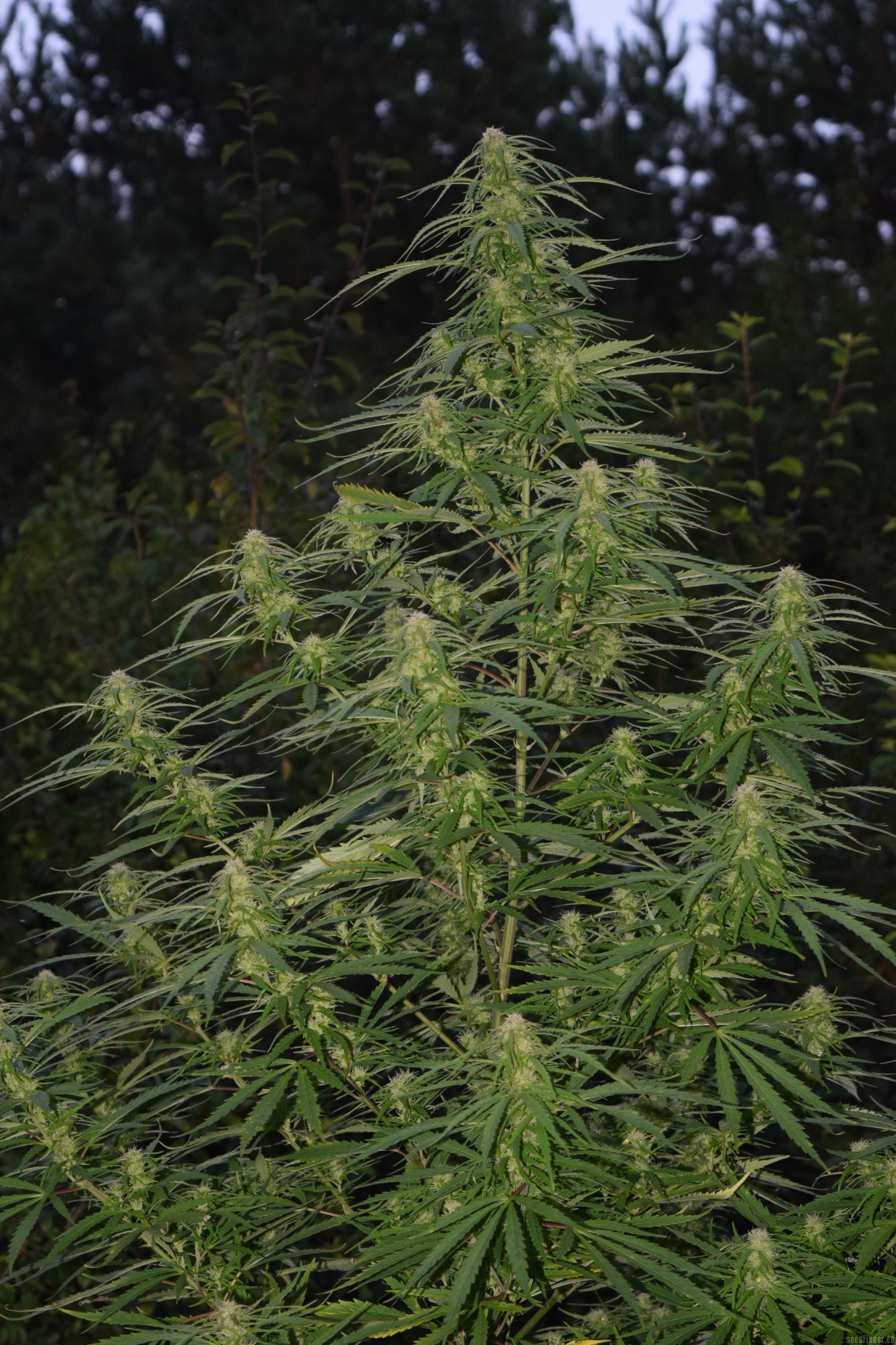 C99 from Female Seeds | strains.io | cannabis marijuana strain info