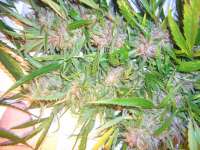 Female Seeds Easy Sativa - photo made by Roadkill420