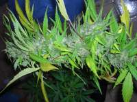 Female Seeds Easy Sativa - photo made by Roadkill420