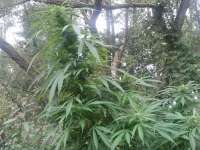 Picture from Daweed81 (Outdoor C99)