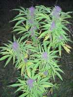 Picture from Roadkill420 (Purple Power)