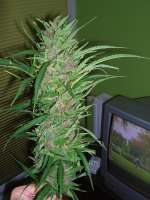 Female Seeds Purple Power - photo made by Roadkill420