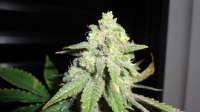 Female Seeds White Widow - photo made by FreedomGarden