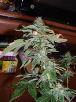 Picture from RNS124875 (White Widow)